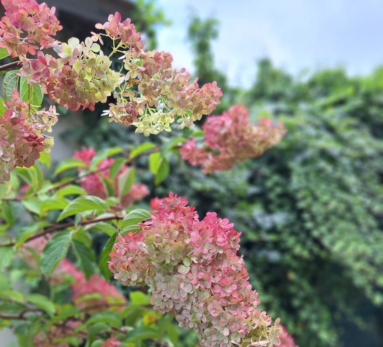 Hortensia d'automne à faire sécher