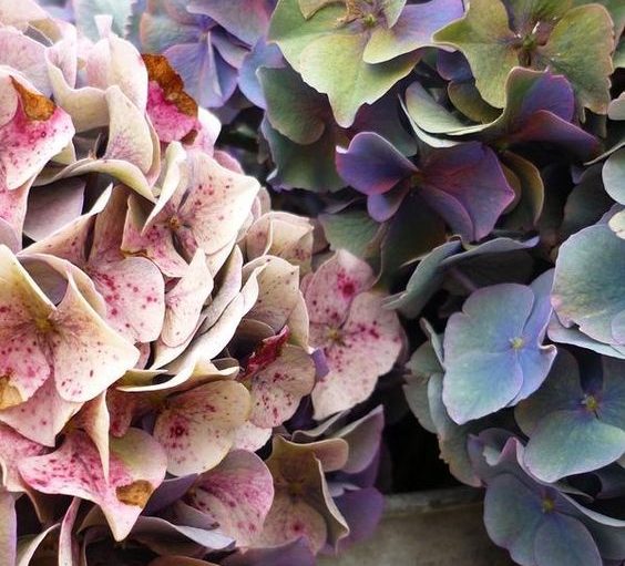 Hortensia d'automne à faire sécher